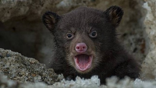 baby bear