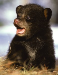 cute_cub