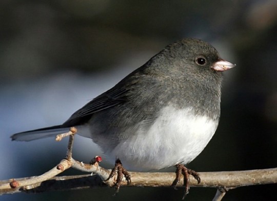 junco