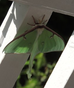 luna moth