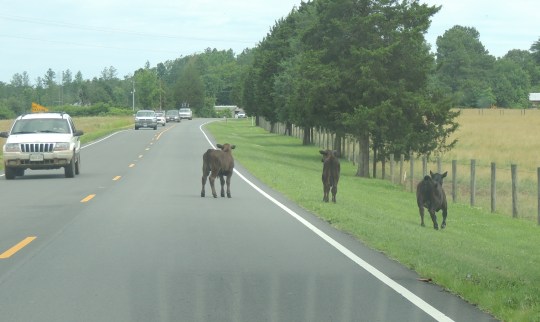 cows in the road