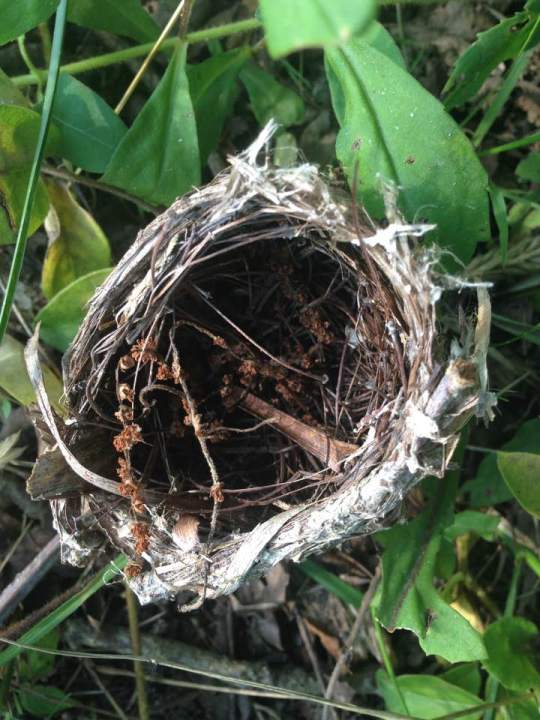 nest