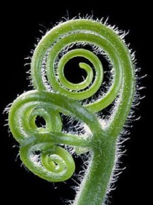 vine spirals