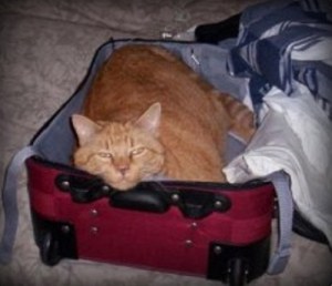 cat suitcase