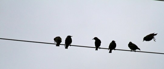 birds on a wire