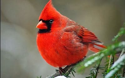 cardinal
