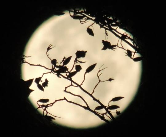 10424240_10204453017912790_6911359924812554369_n