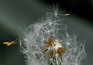 dandelion-411756_640