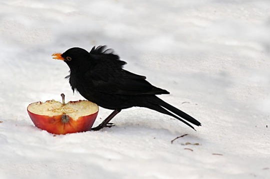 crow apple
