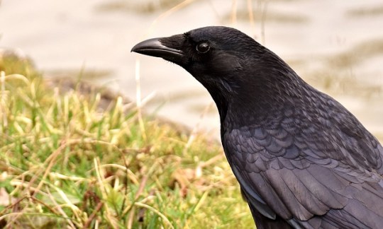 common raven