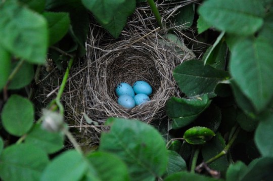nest