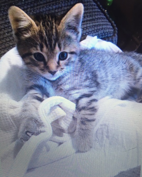 vulnerable Baby Moco